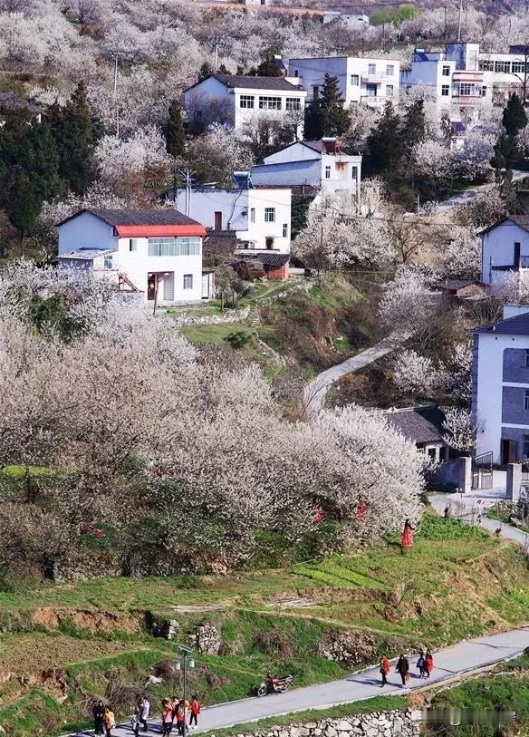 湖北十堰樱桃沟的樱桃花开了，花海似雪，漫山遍野。这是湖北省最好吃的樱桃了，也可能