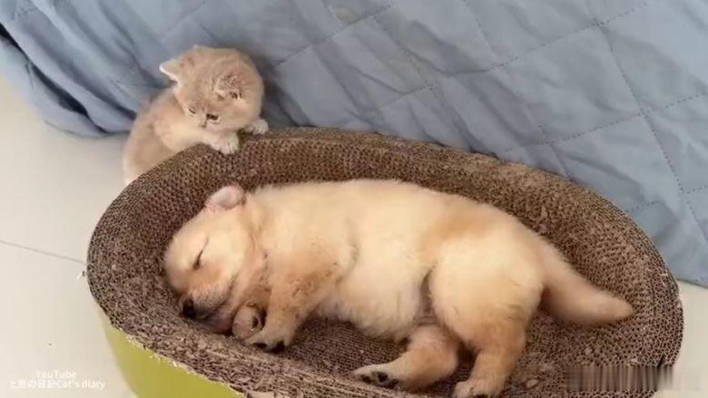 凤凰新闻【小猫偷偷钻进狗狗怀里跟狗一起睡，接下来，把网友的肚子都笑疼了】小猫偷偷