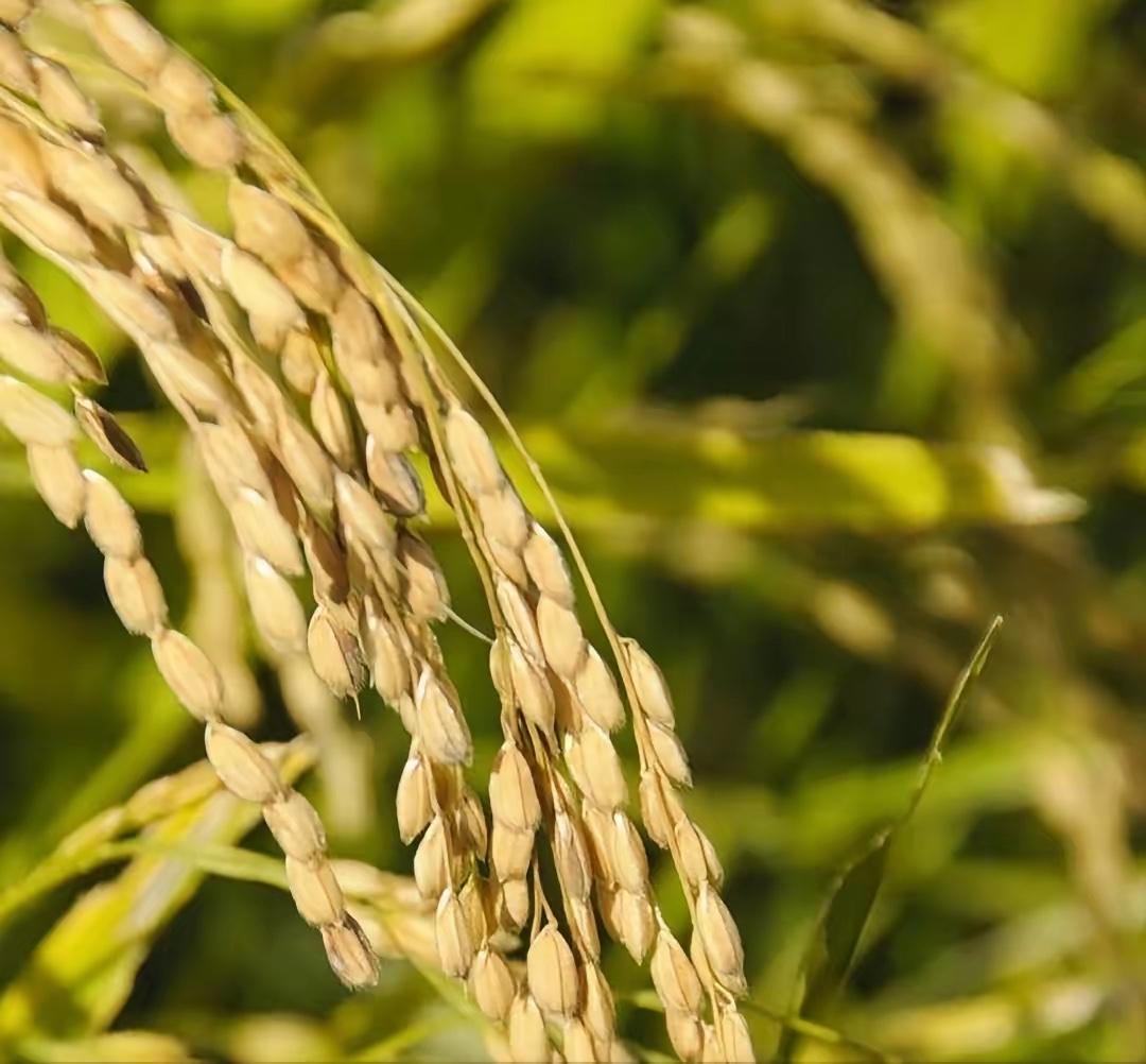 五大常任理事国的粮食自给率情况如下：第一，法国的粮食自给率高达329%。第二，俄