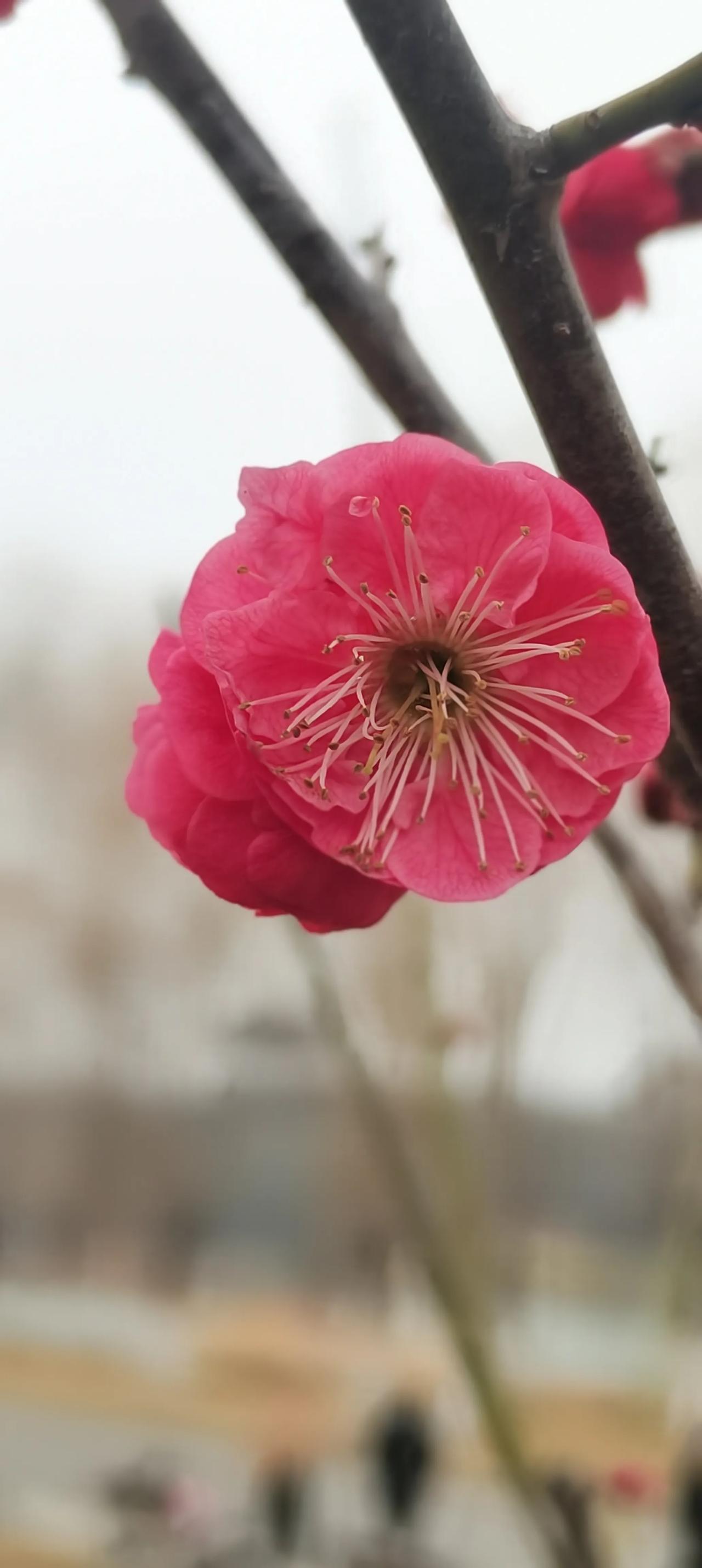 2月22日，郑州今天天气灰冷，但西流湖的梅花是一抹亮色。西流湖公园的千金梅岭有2