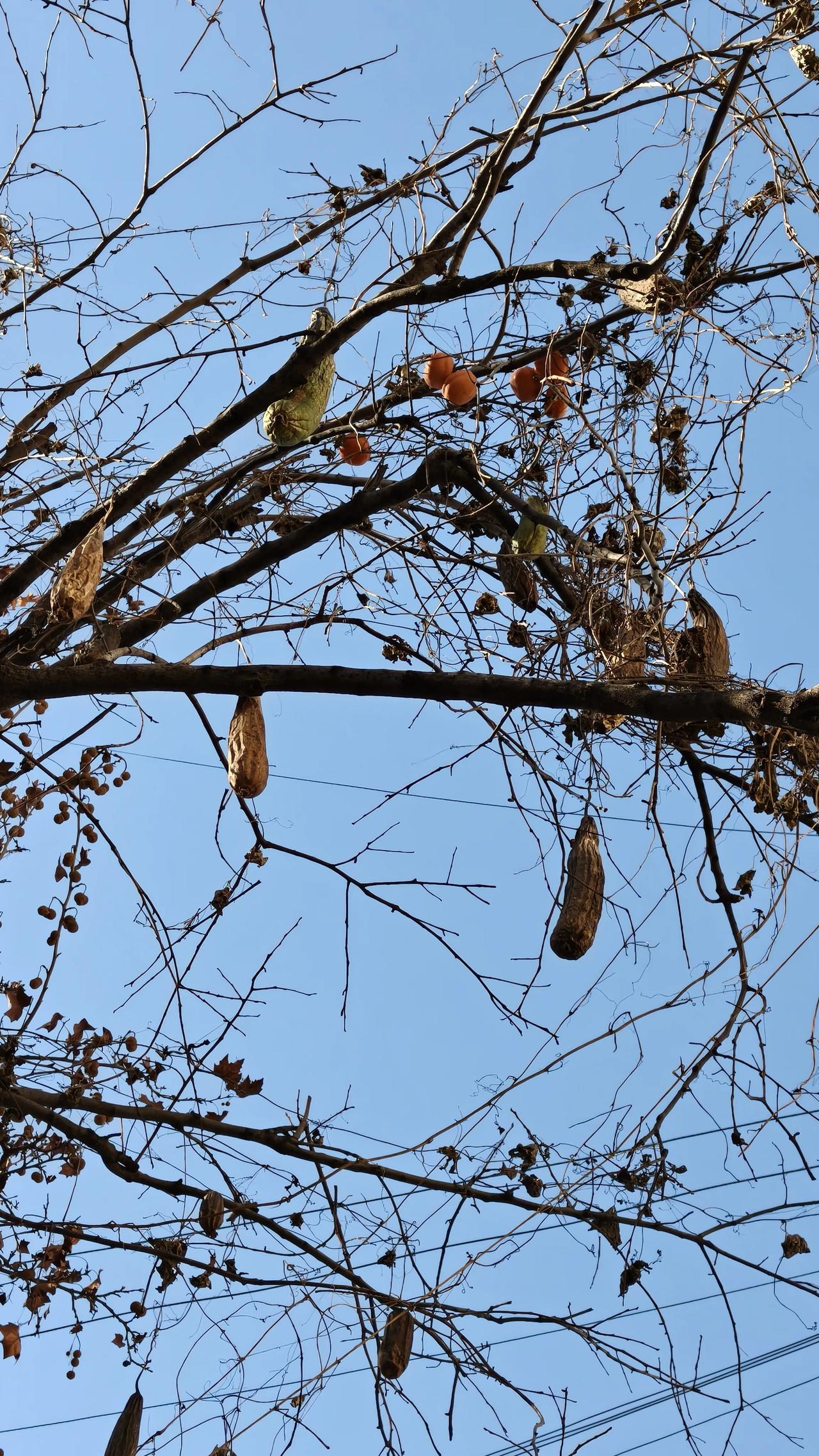 冬日生活打卡季柿子所剩无几，丝瓜成种子了，冬天来了。