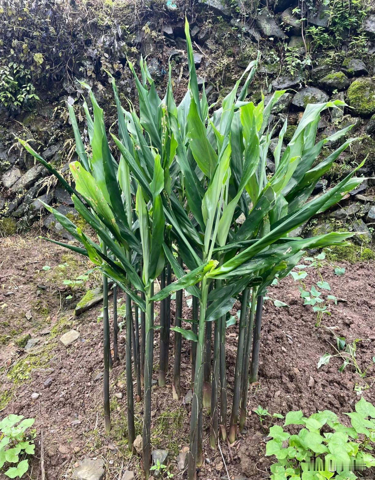 这个植物应该不少农村的朋友都不认识吧
