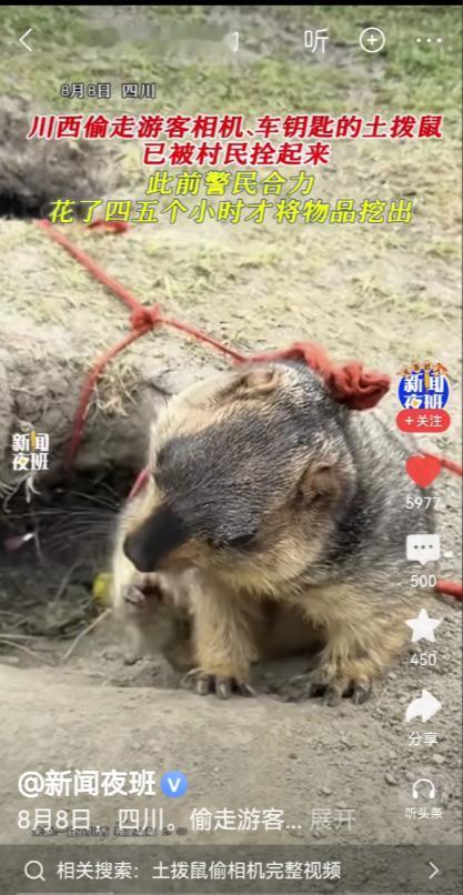 “万物皆有灵！”没想到，这只土拨鼠一夜之间出了名，成了“网红土拨鼠”，原因是它偷