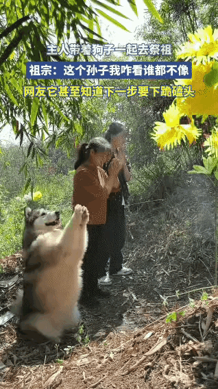 笑不活了，这阿拉斯加也太会来事儿了吧😂庄严的祭祖现场直接被它整出喜剧效果，主
