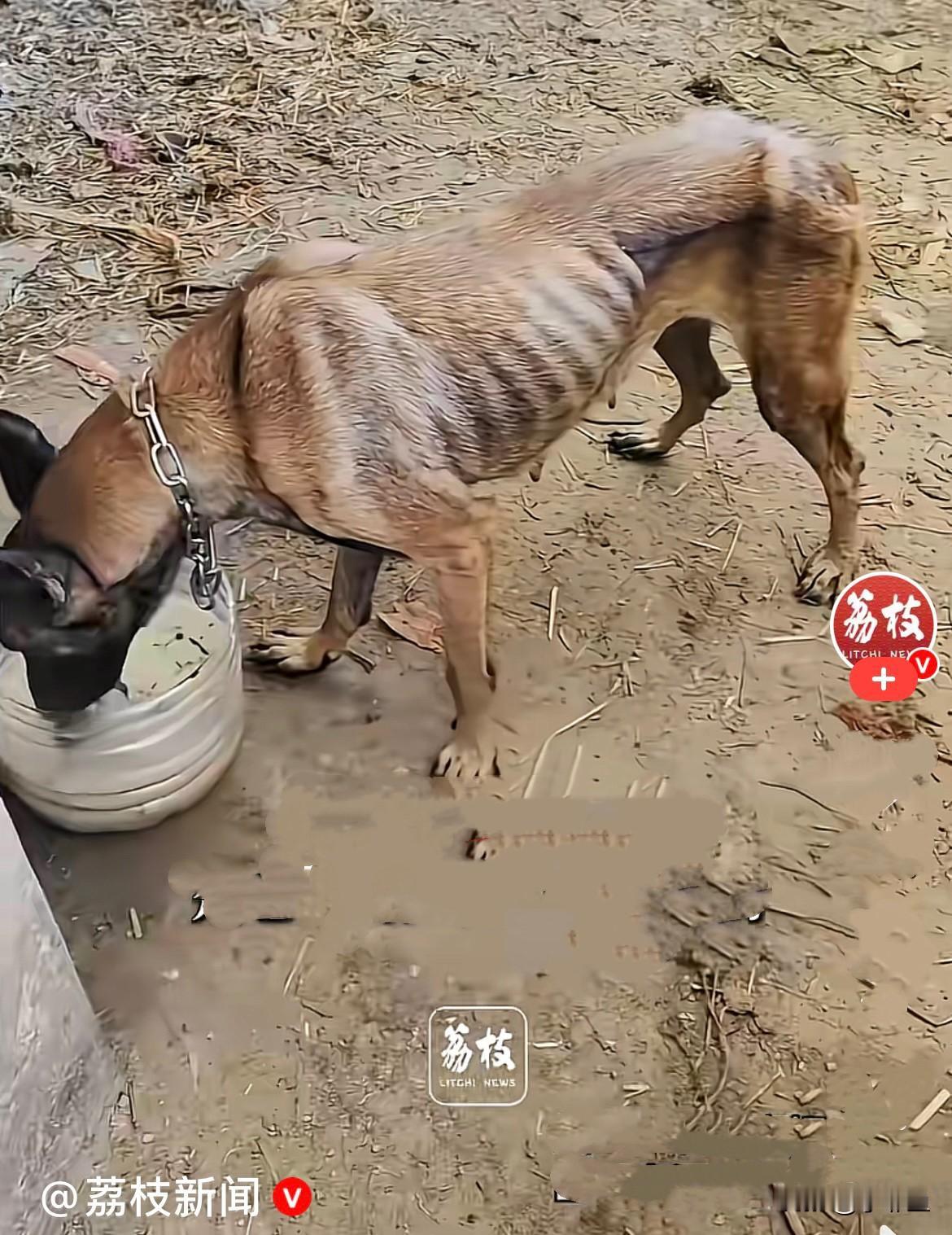 近日，广西百色一只被大水卷走的马犬回到家了，主人和马犬双双流泪……