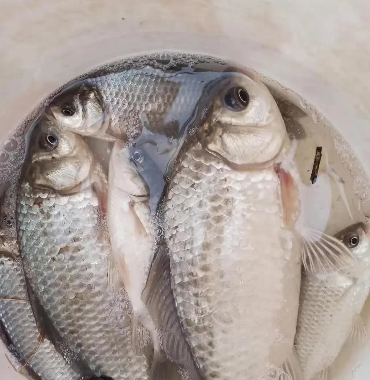 我发现，钓鲫鱼主要有这三类钓友。第一类，纯粹用商品饵，一边抽窝，一边钓；第二类，