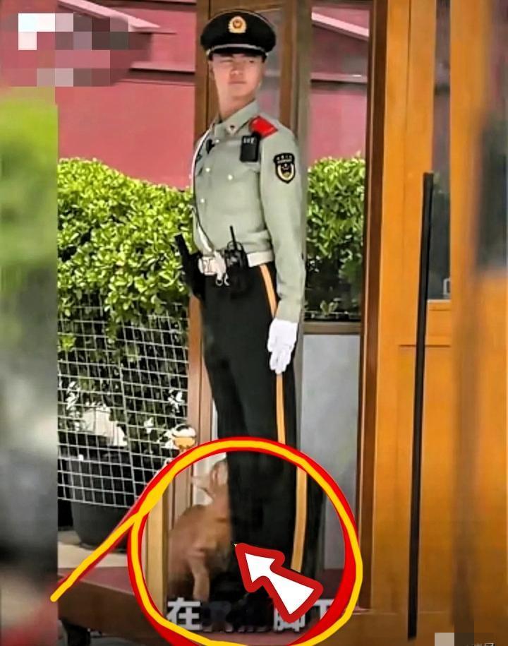 那只跑到哨位上撒娇的小猫，人民日报都给报道了。就是那个画面——北京天安门执勤点，