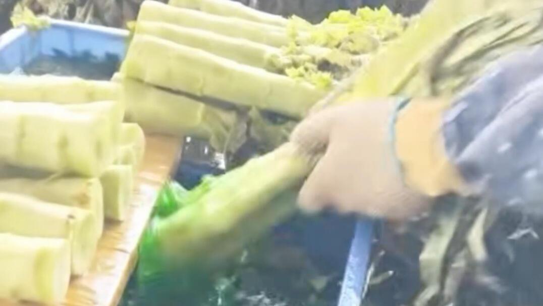 不重刑不足以平民愤！甲醛白菜的事，刚过不久。甘肃榆中又被爆出染色莴笋。这些商户