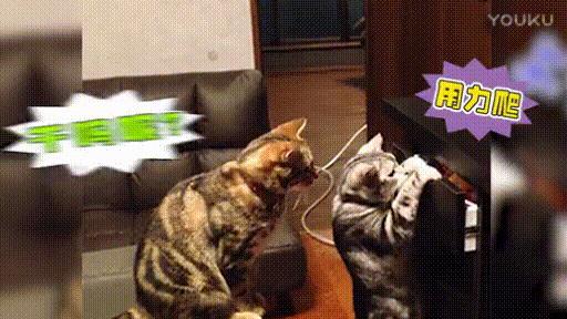 猫猫：尴尬的我不想理你​​​