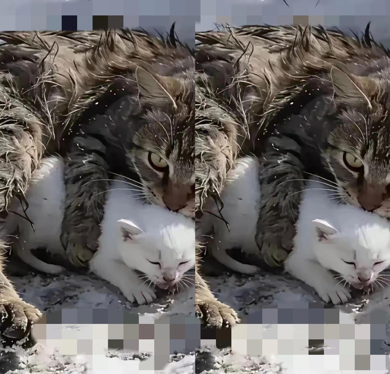 雪地里母猫冻成冰碴还护着幼崽的样子，真的看一次破防一次！所谓责任，