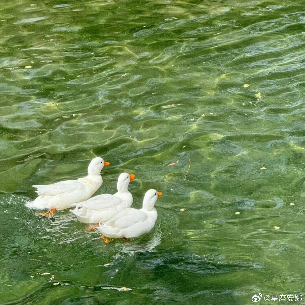 金牛座在职场不爱抢风头，不玩PPT画饼，把所有精力砸进"把事做透"。晋升可能不是