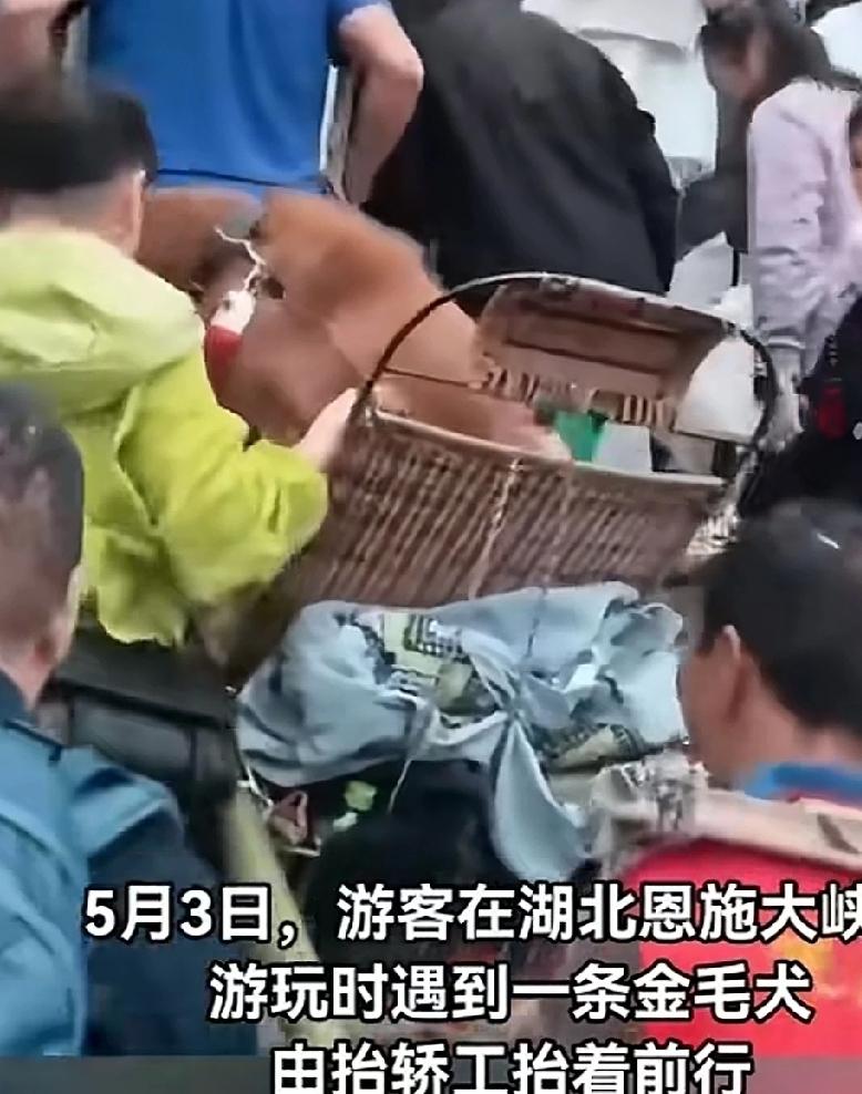 5月3日，湖北恩施大峡谷，一对夫妻让他们的宠物犬金毛坐在轿子上，自己拉着绳，满头