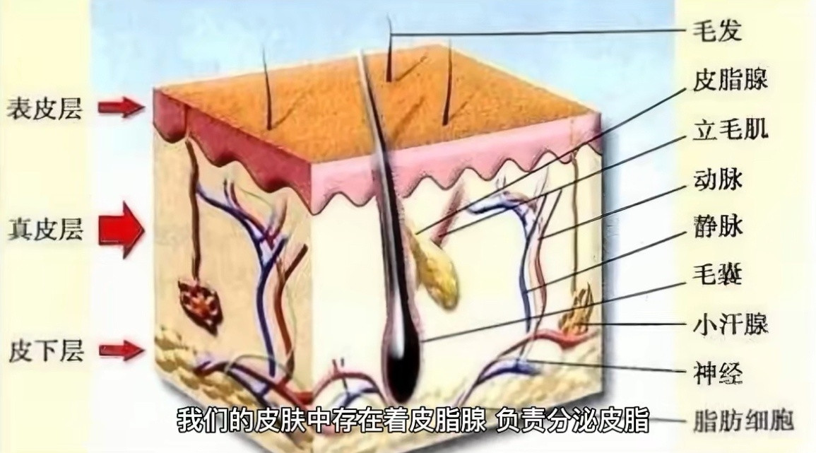人体的皮肤到底有多诡异？为什么身体上的任何一块皮肤都比脸要好？皮肤作为人体最神秘