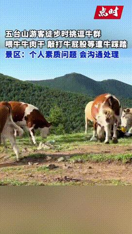 “这种人就是欠收拾！”7月17日五台山，一游客徒步故意挑衅牛群，用棍子故意捅牛屁