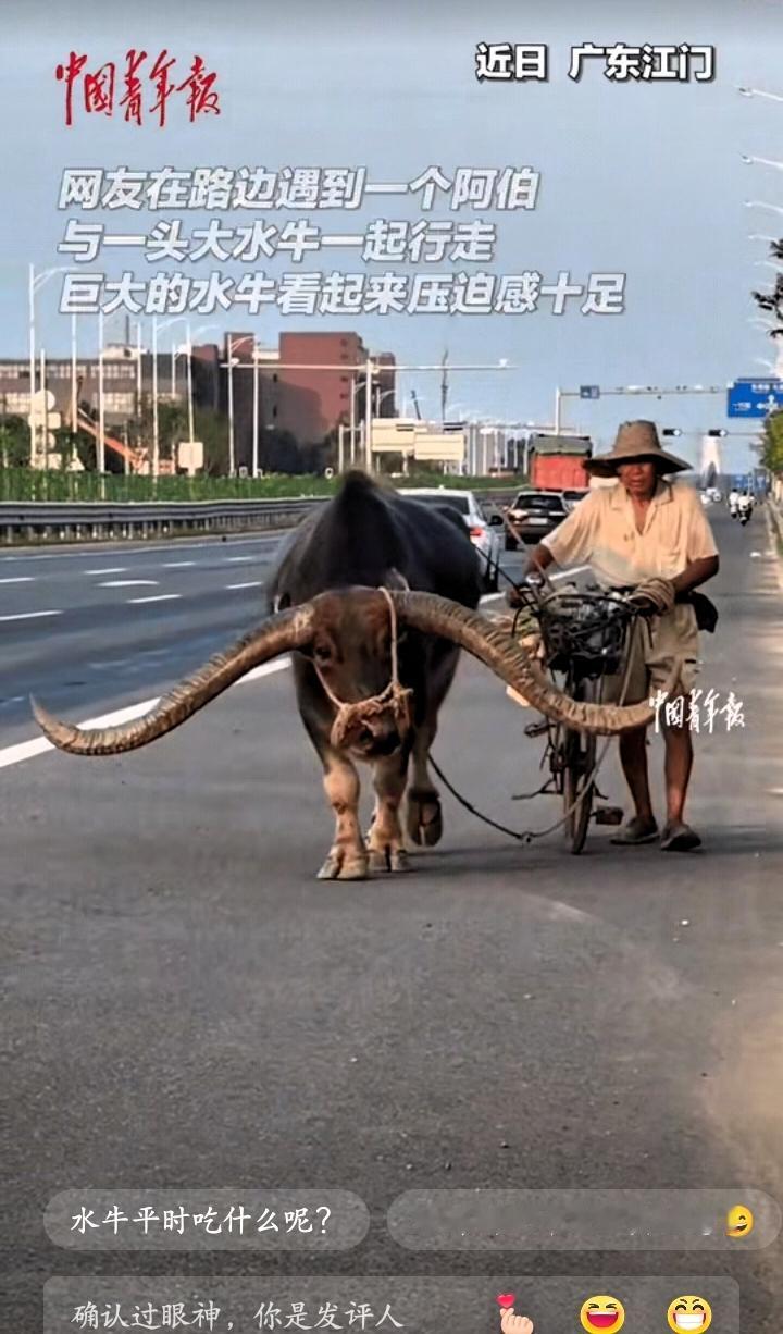 长见识了”！广东江门一位老伯陪着一头水牛慢慢散步，这头牛的牛角足足有约一米长，模