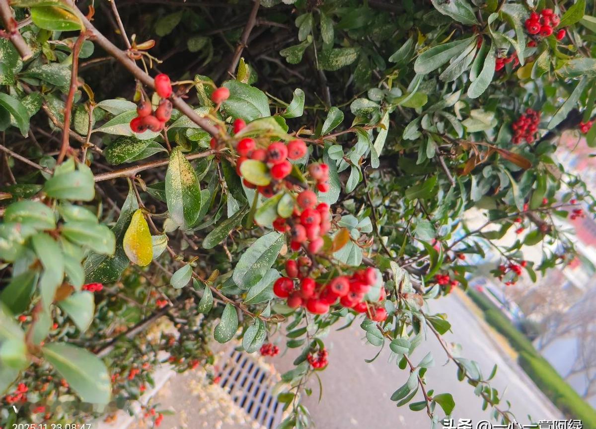 火棘果红了满树，好看是真，好吃是假。你见过它结的果，没吃过吧？别小看这玩意儿