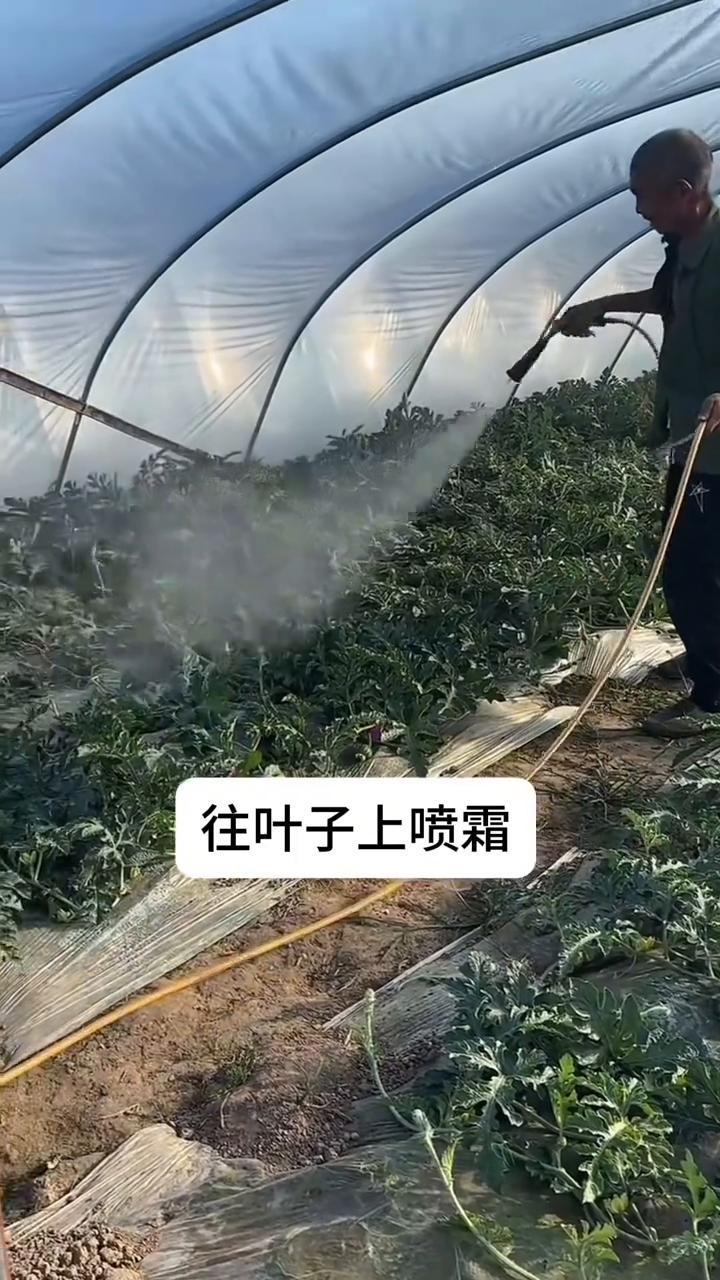 西瓜种植盐有妙招。种西瓜要是不懂用盐，趁早别种了，给我把这三招刻脑子里。·第
