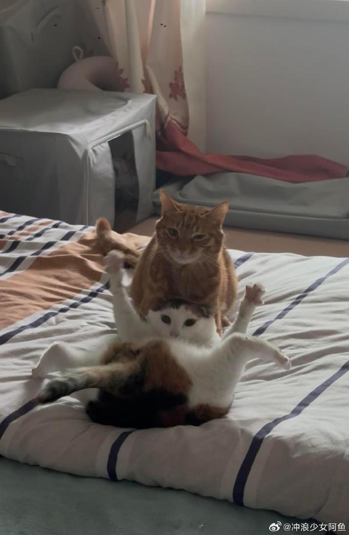 你们不要再打啦成何体统！