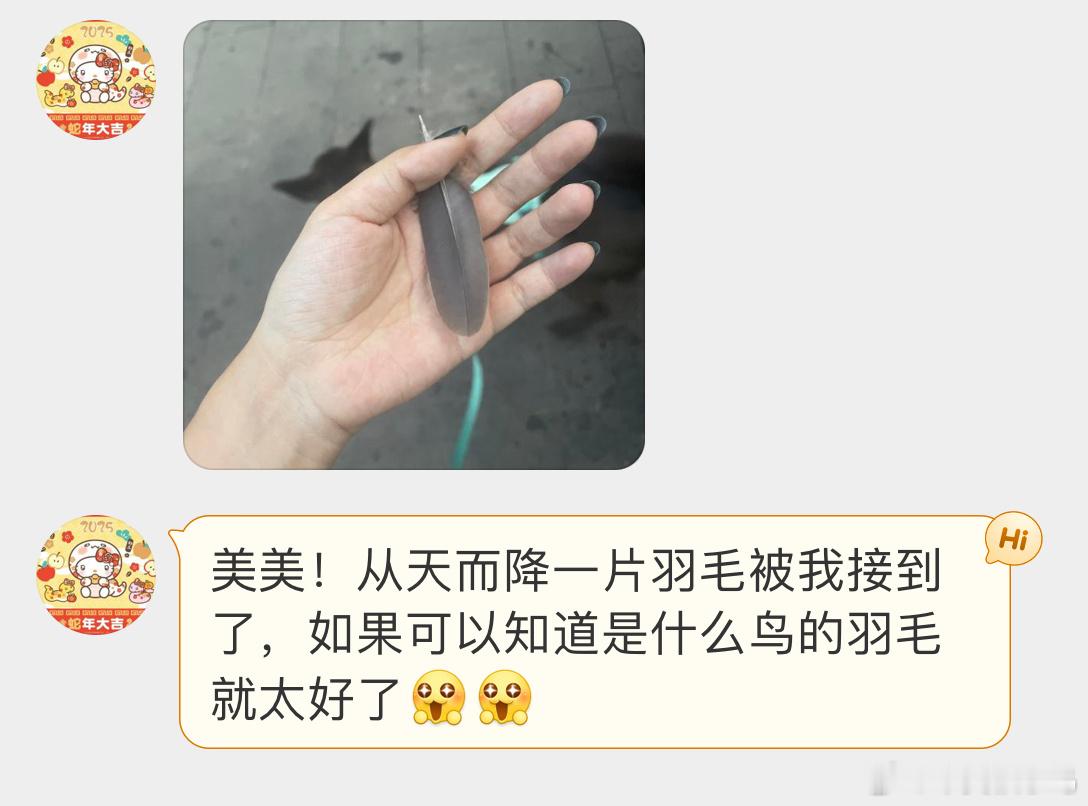 鸟粉投稿从天而降的斑鸠羽毛🪶珠颈斑鸠：朕的馈赠罢了！​​​
