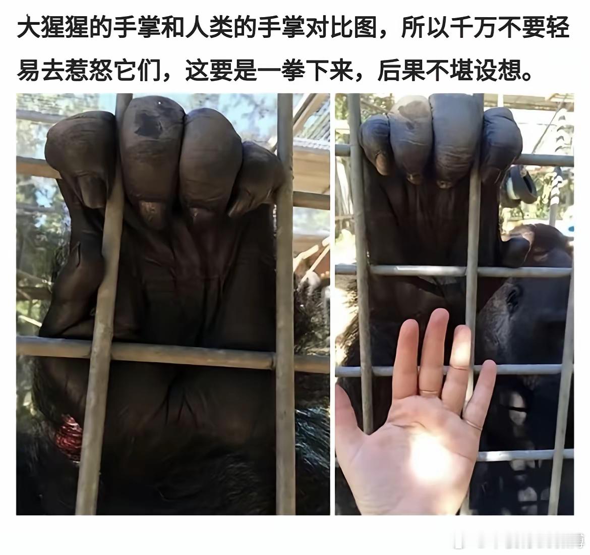 大猩猩的手掌和人类的手掌对比，被大猩猩拍一掌、后果不堪设想。​​​