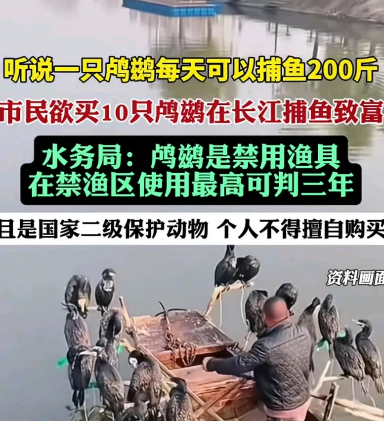 还是那句话，只要是容易赚钱的法子都会出现在刑法上。最近有市民了解到用一只鸬鹚捕鱼