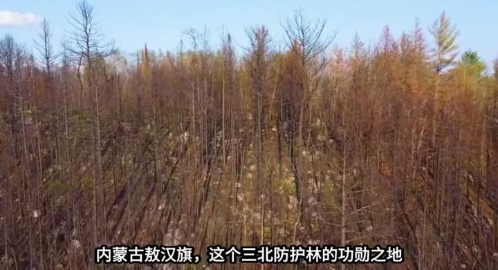 当年我们也为“三北防护林”做了贡献1982～1984年我读高中，连续三个春天学
