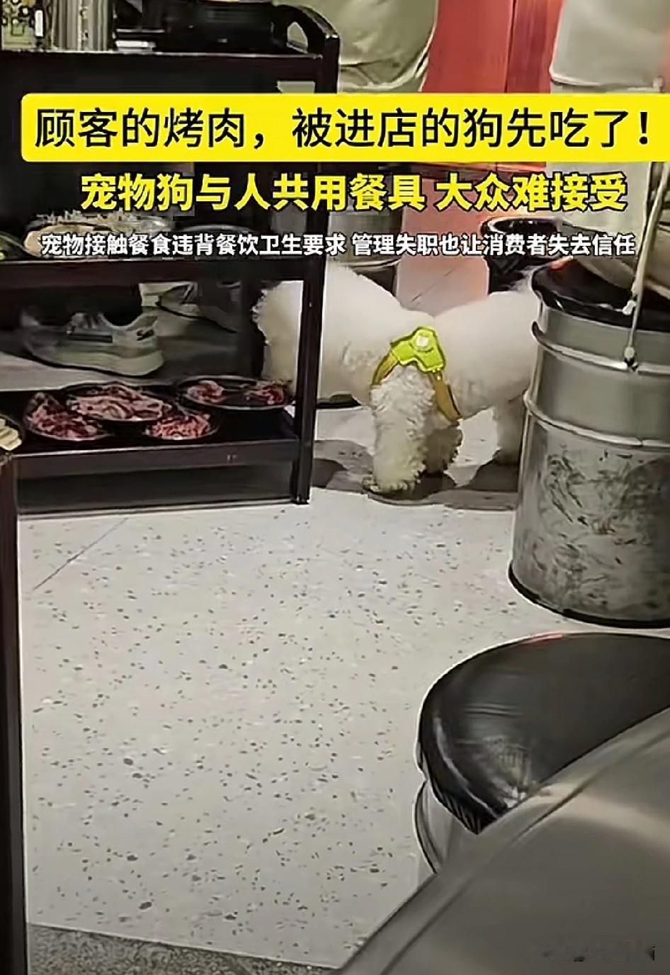 这也算是无辜吗？发生在湖南一家餐厅宠物狗吃邻桌的肉食事件，狗主人也是出面做了澄