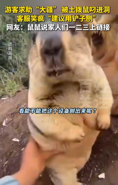 “笑不活了！”四川，男子拍摄土拨鼠，刚将大疆设备放洞口，结果，下一秒就被土拨鼠叼