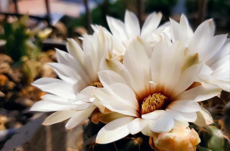 甘肃天水女子白红丽的遭遇太让人心疼了。2023年她去天水市第四人民医院取环，本选