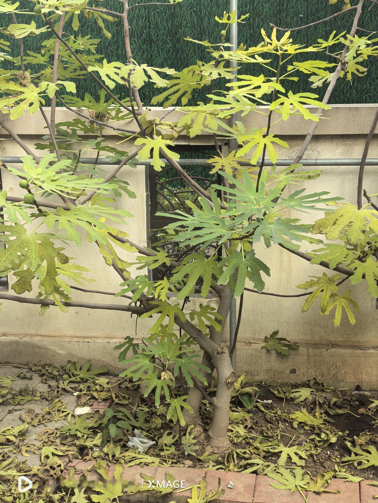 同事送了洋葱的苗子，趁周末种了一畦，两周前种的大蒜已经出的差不多了。昨天一场小雨