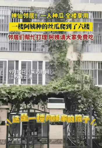 这下出名了，不仅邻居知道了，全国人民都知道了！江苏连云港，一楼阿姨种的丝瓜，竟然