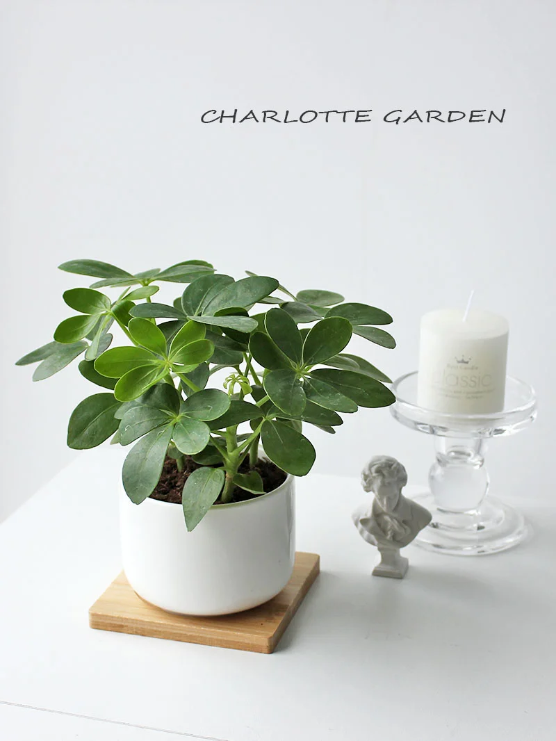 鸭脚木| Schefflera heptaphylla