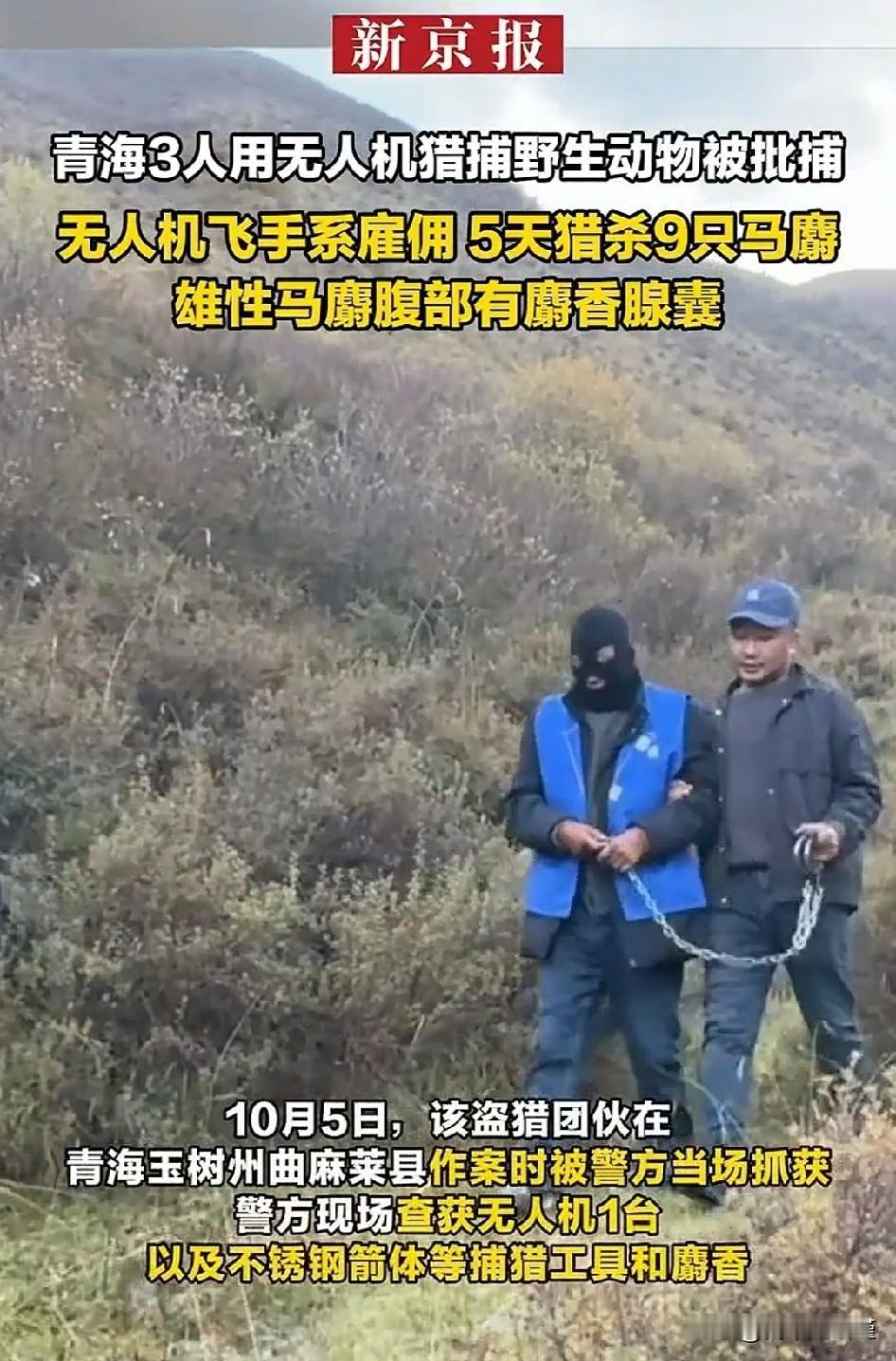 胆真肥，三人团伙利用高科技猎杀国家一级保护动物——马麝。起码十年起步吧！马麝