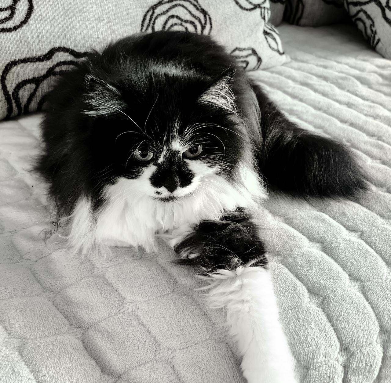 严重怀疑我家猫猫在和我开玩笑，它已经有半个月时间不自己主动去饮水了，前两天半夜在