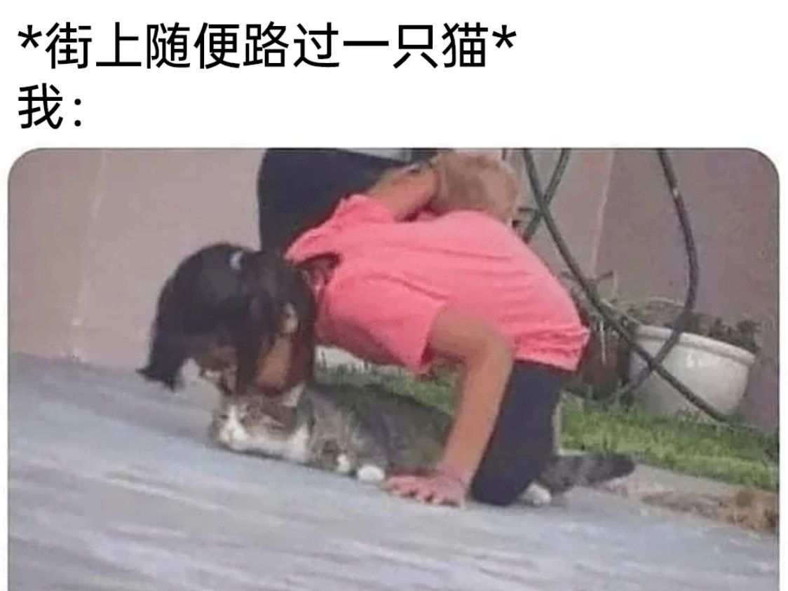 没有一只猫能逃脱我的魔爪​​​