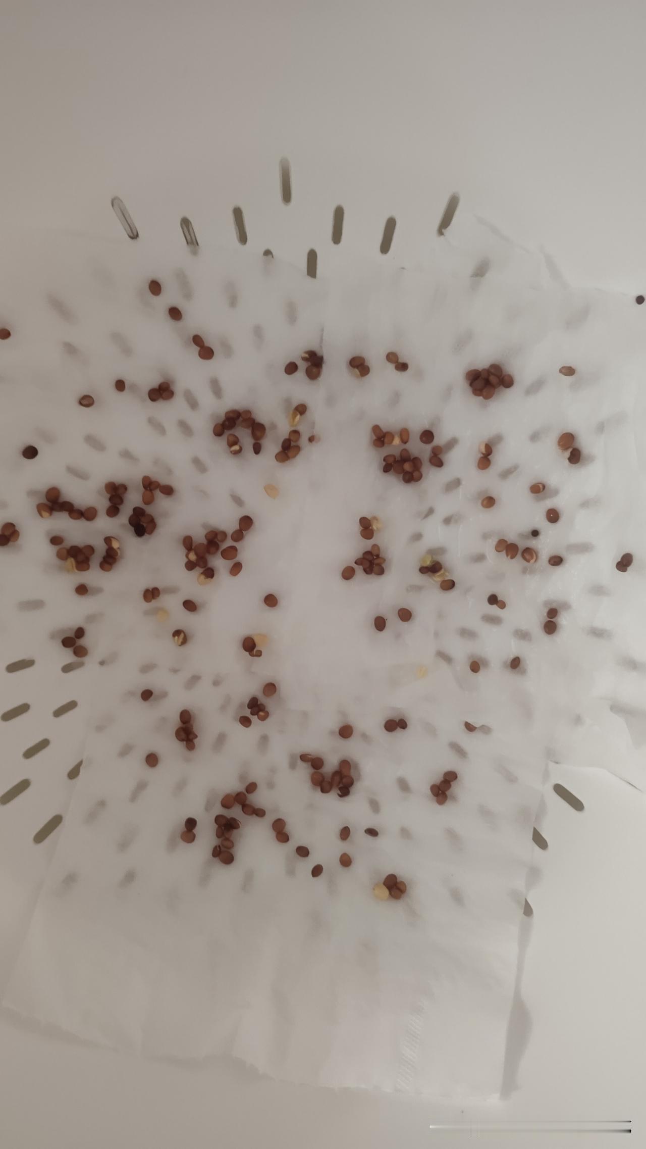 在网上买的萝卜种子到货了，我昨天晚上把它用水泡上了，准备发芽菜。今早，我发现萝
