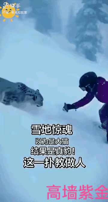 “东郭先生和狼”悲剧再次上演…