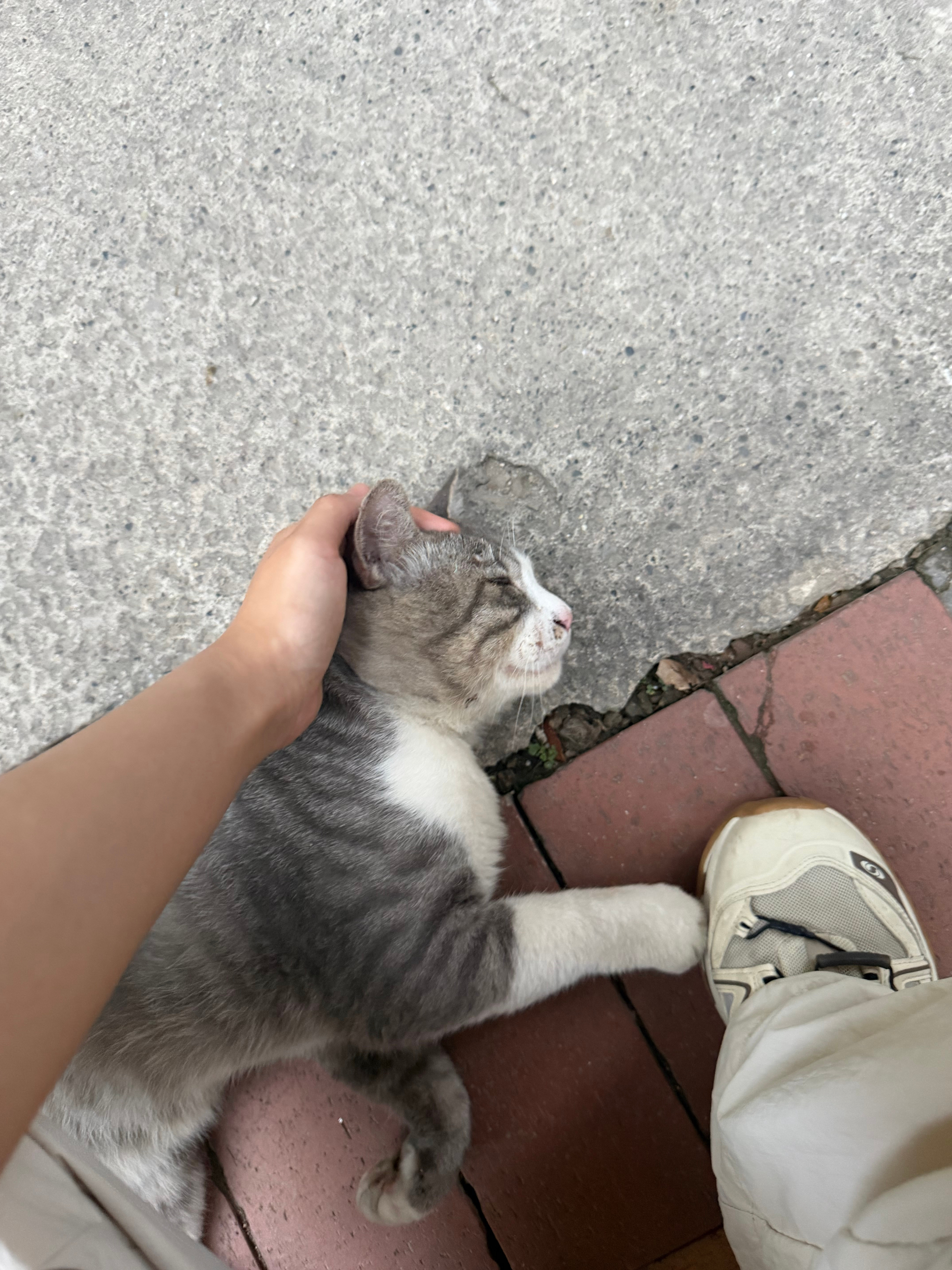 昨天晚上又见到这只小猫咪咯上一次见他还是冬天的时候