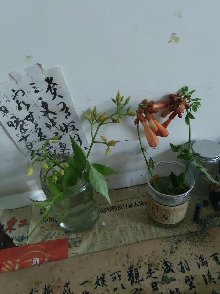 《凌霄花，用奔放扮美人间烟火》攀着斑驳的墙向上把所有卷曲的等待摊开成