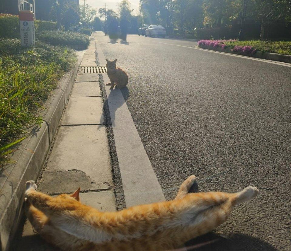 萌宠“狐媚子。哼……”