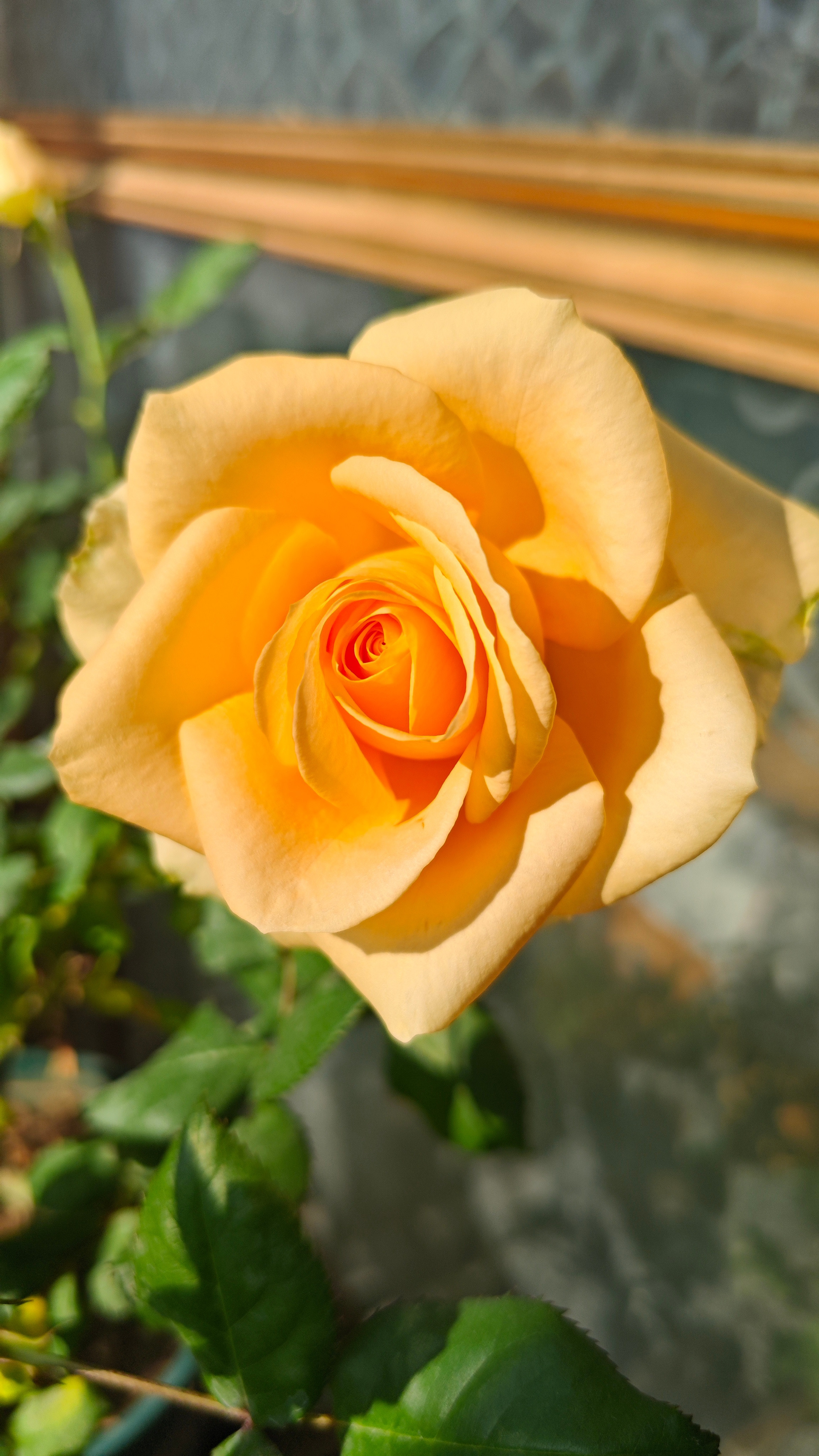 我把我的粉红雪山和蜜桃雪山月季扔了，看着是好看，但是花瓣不够重叠，花期很短，持续