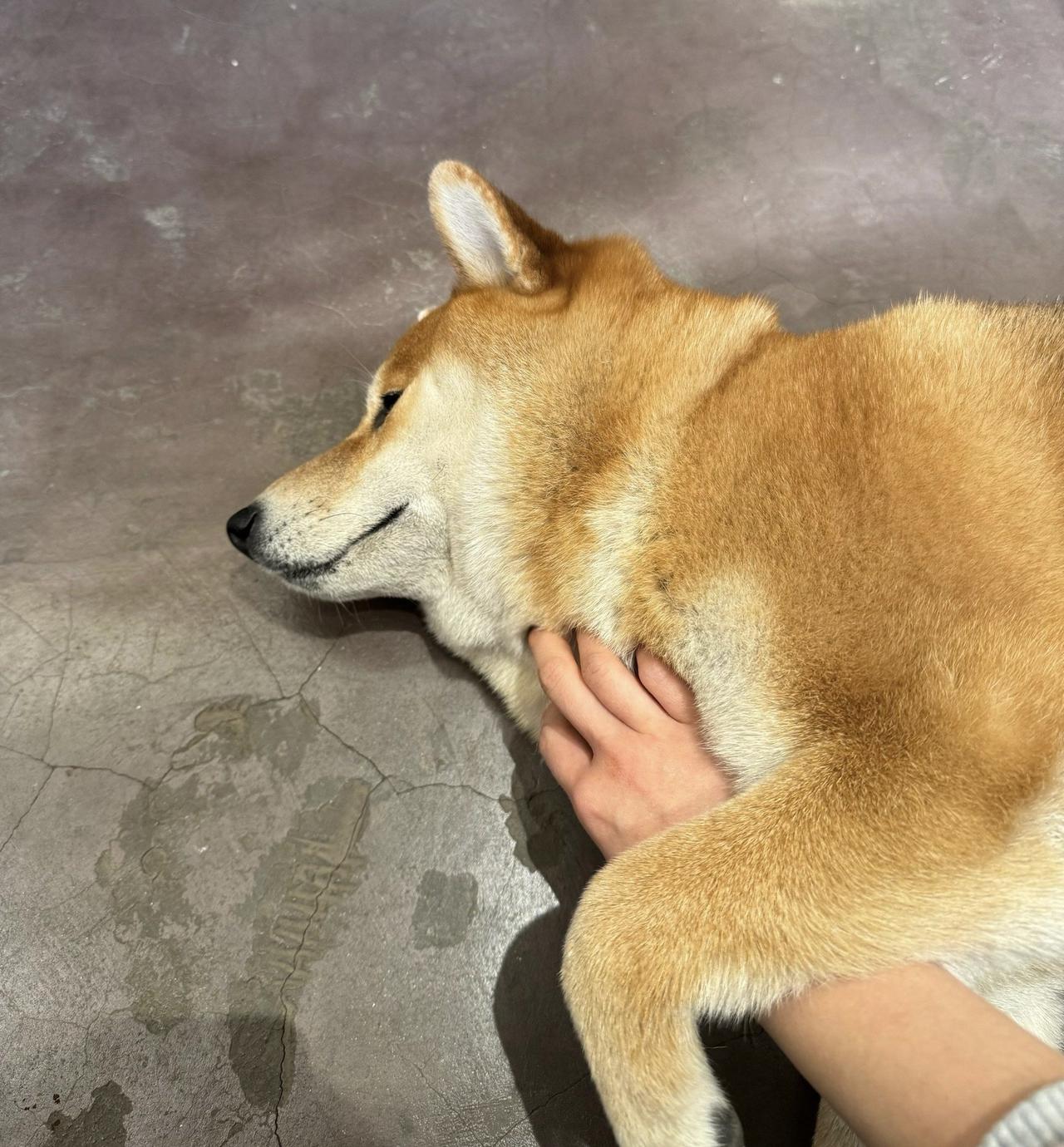 一位爱狗人士发文提醒所有养狗者，家里有几种东西千万不能让狗碰，否则狗狗必死无疑。
