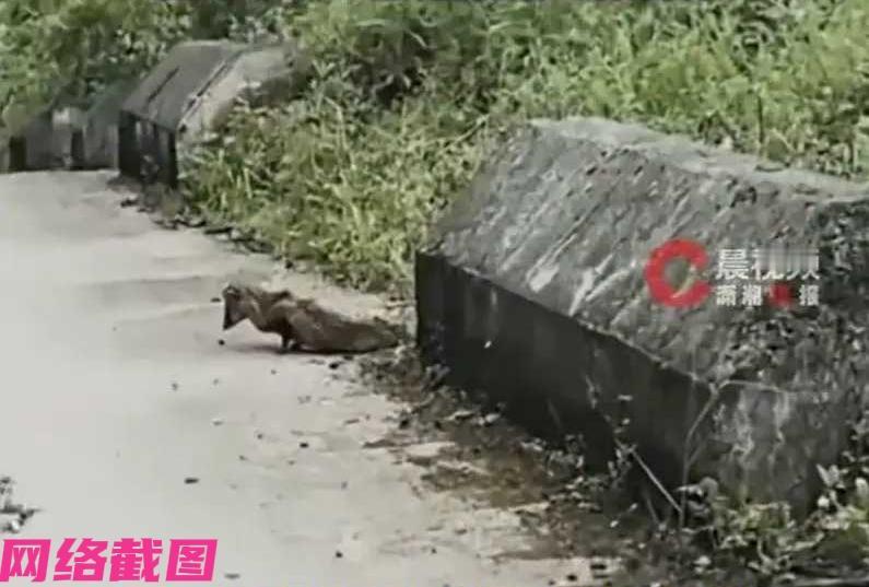 重庆有女子在路边遇到个小动物，起初一看以为是黄鼠狼，可女子仔细端倪一下觉得不太像