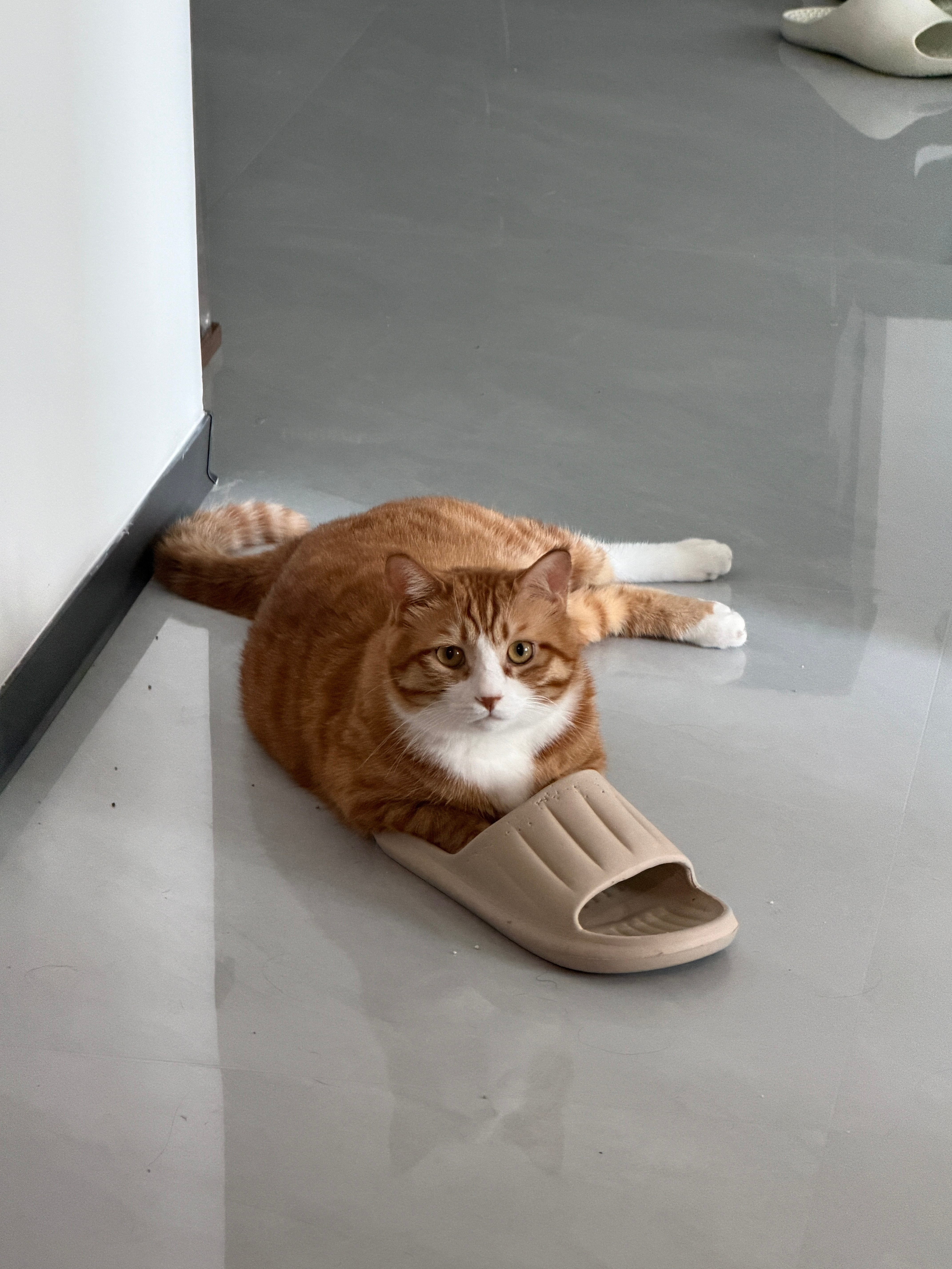 拖鞋继承人😂咪包奇​​​