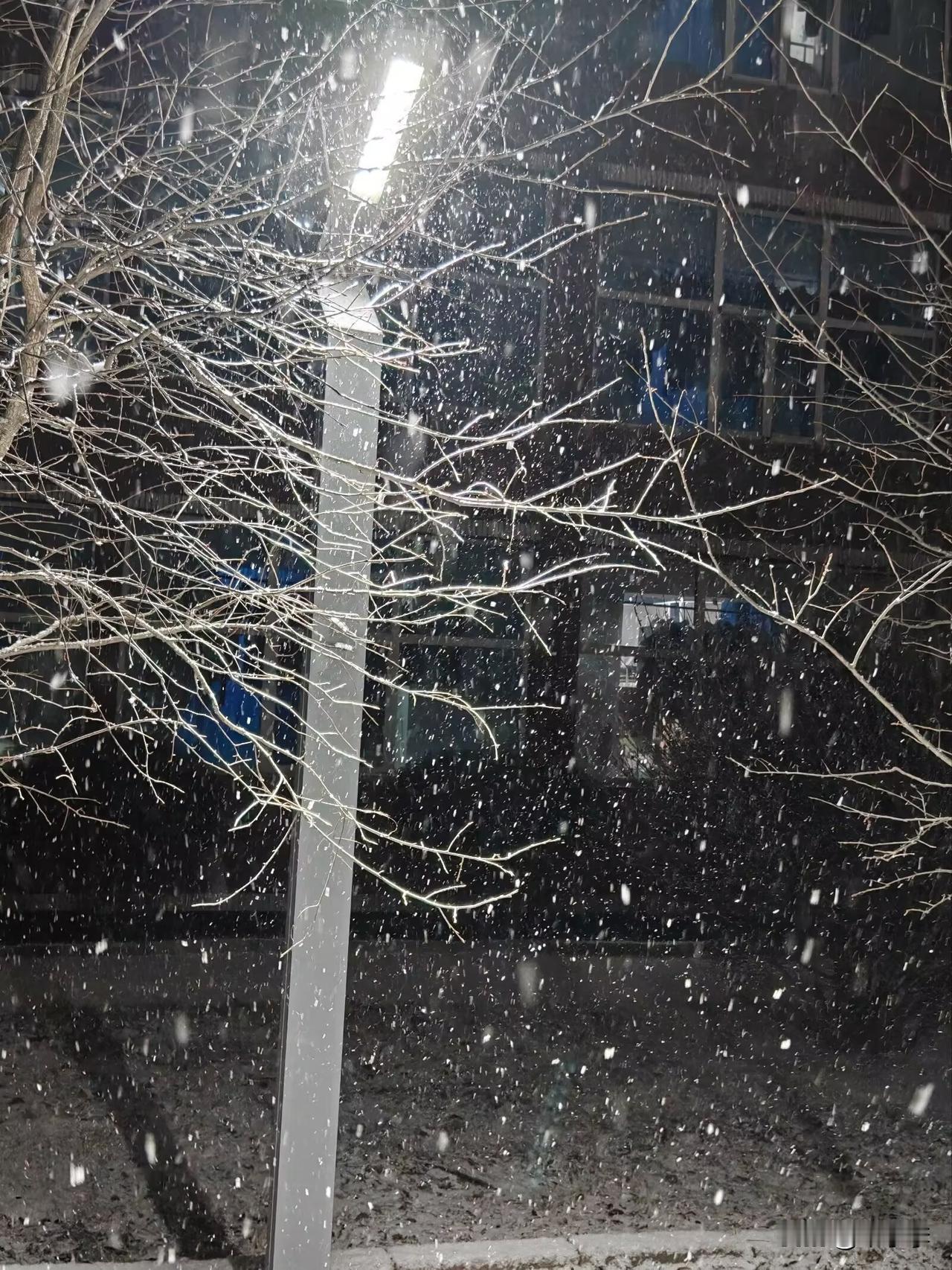 分享一张雪景图雪景冬日雪景氛围照