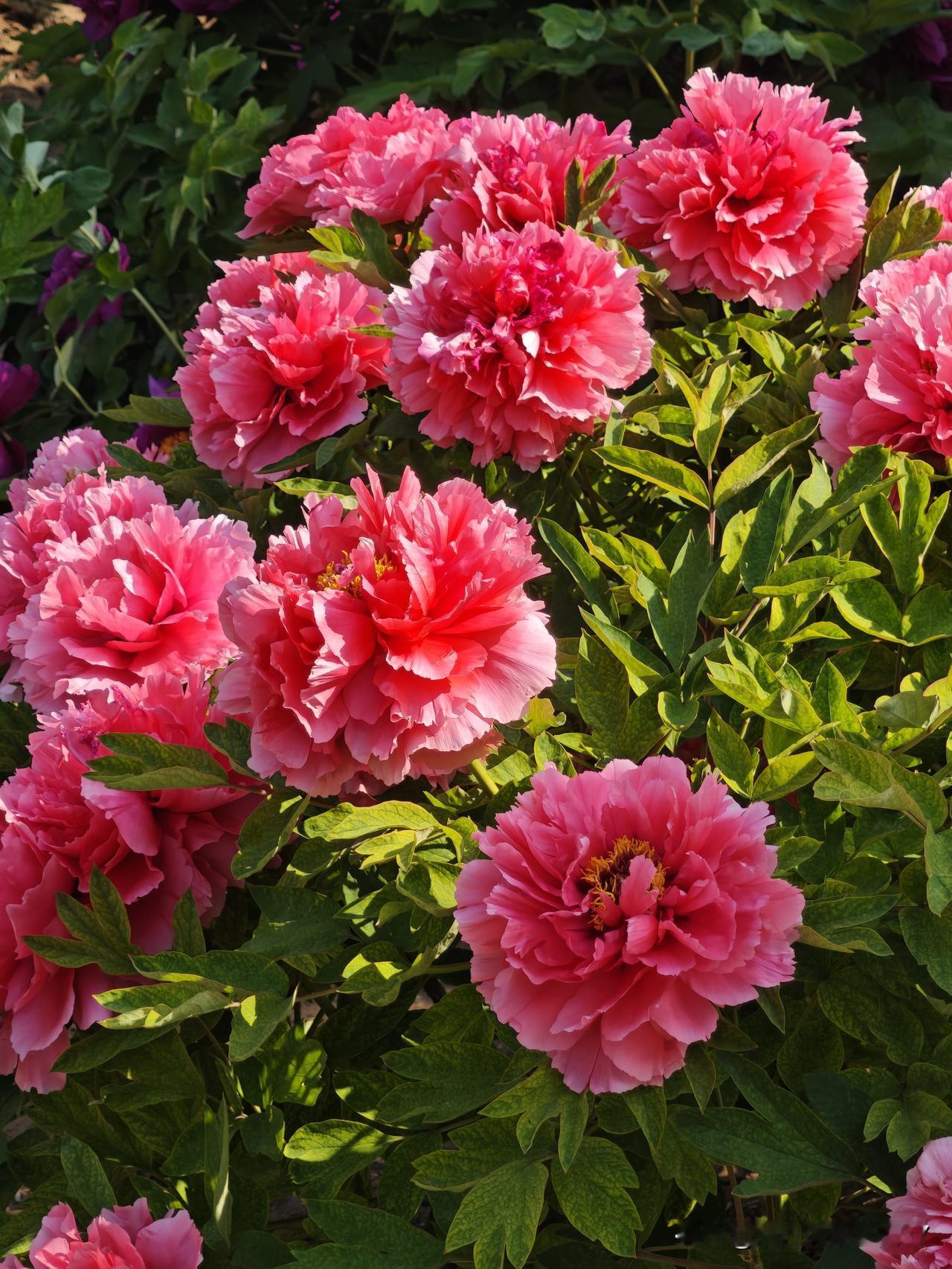 收回马上收回我自己说的蠢话。前两天，樱花盛开的时候，我还恬不知耻、大言不惭地