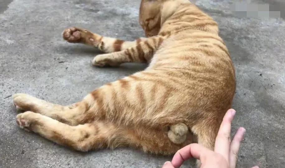 猫咪：玩归玩闹归闹，别拿铃铛开玩笑[捂脸哭]