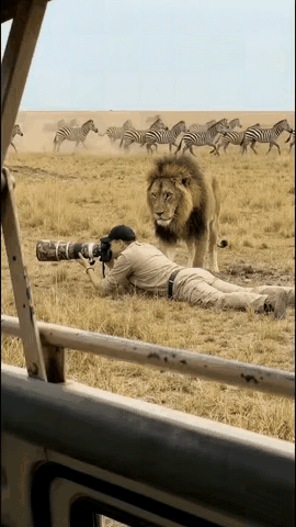 说实话我感觉狮子很专业唉狮子：你能尊重一下我不，斑马见了我都撒腿就跑，[笑哭