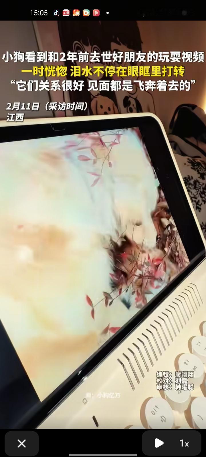 2月10日，江西南昌。狗主人分享了一段视频，自家狗和朋友关系特别好，见面都是飞奔