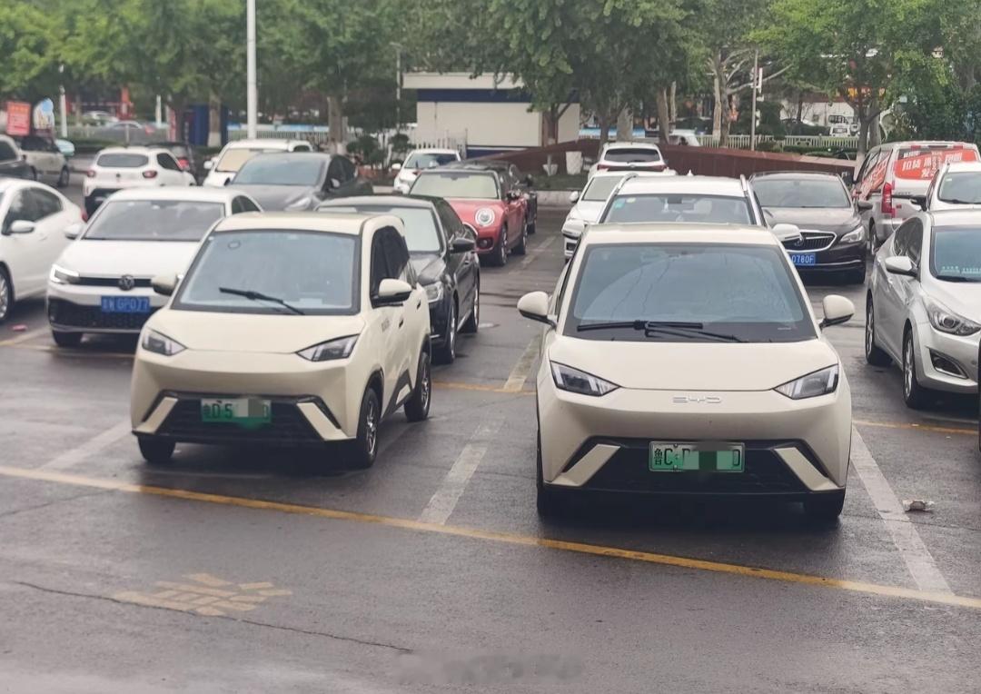 都是海鸥，一个持证上岗，一个无证驾驶​​​